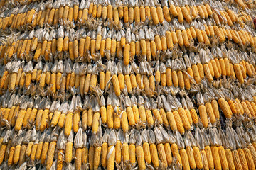 background decorated with pods of corn.