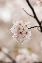 cherry tree blossom rainy day