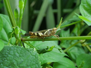 Bombay Locust on tree with natural green background, locust insect pestt in Thailand