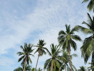 Fototapeta na wymiar Coconut palm trees with white cloud and blue sky in the background