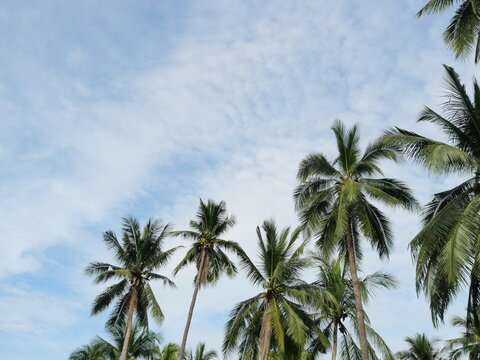Coconut palm trees with white cloud and blue sky in the background