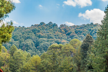 Obraz premium Beautiful trees landscape background