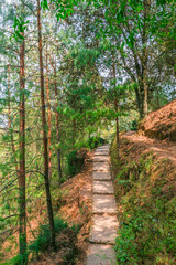 Beautiful path in the middle of the woods