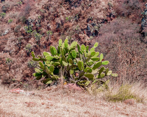 Beautiful cactus full shot in the wild