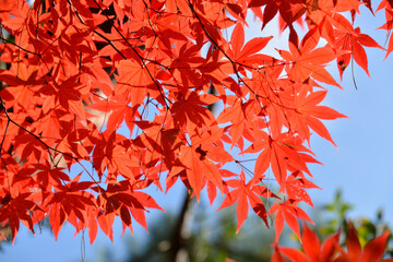 紅葉のモミジ