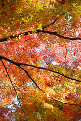 紅葉のカーテン　葉模様