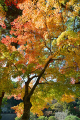 Fototapeta premium 紅葉の森