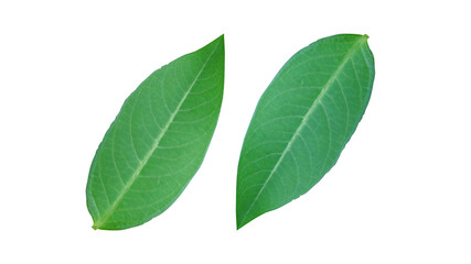 A pair of leaves isolated on a white background For design work or other illustrations (With Clipping Path)