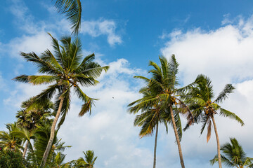 インド　コバラムビーチのヤシの木