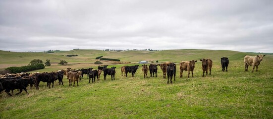 Stud Angus, wagyu, Murray grey, Dairy and beef Cows and Bulls grazing on grass and pasture in a...