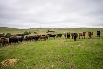 Stud Angus, wagyu, Murray grey, Dairy and beef Cows and Bulls grazing on grass and pasture in a...