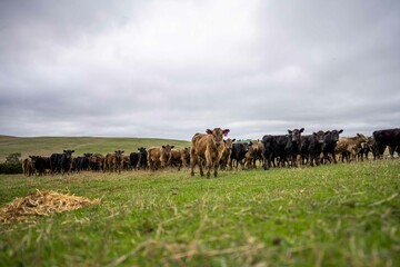 Stud Angus, wagyu, Murray grey, Dairy and beef Cows and Bulls grazing on grass and pasture in a...