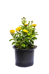 Flowers of chrysanthemum in a pot on a white background
