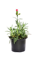 Flowers Carnations in a pot on a white background