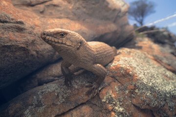 Gidgee skink (Egernia stokesii) pair in rock crevice, South Australia