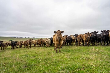 Stud Angus, wagyu, Murray grey, Dairy and beef Cows and Bulls grazing on grass and pasture in a...