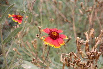 flower in the field, U Of A Botanic Gardens, Devon, Alberta