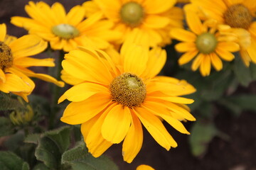 yellow flowers in the garden