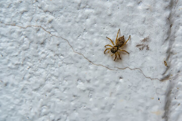 The spider on old cement wall.