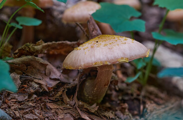Edible mushrooms Armillaria mellea, commonly known as honey fungus, in autumn forest