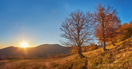Obraz premium Sunset in the autumn mountains. The golden foliage of the beeches and the blue of the clear evening sky. Fabulous golden autumn atmosphere