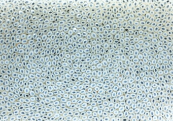 Basil seeds in the water background