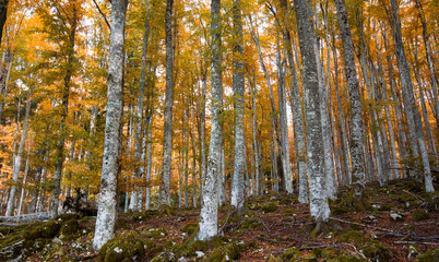 the sun's rays illuminate the colors of the autumn forest