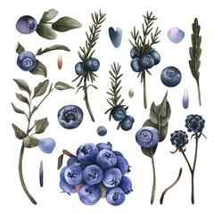 blueberries on white background