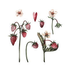 set of flowers and berries