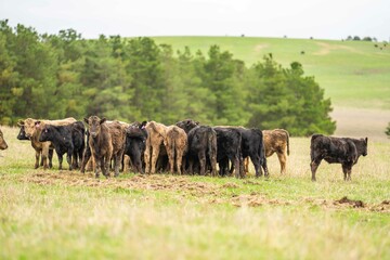 Stud Angus, wagyu, Murray grey, Dairy and beef Cows and Bulls grazing on grass and pasture in a...