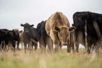 Stud Angus, wagyu, Murray grey, Dairy and beef Cows and Bulls grazing on grass and pasture in a...