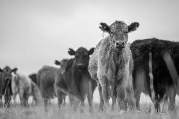 Stud Angus, wagyu, Murray grey, Dairy and beef Cows and Bulls grazing on grass and pasture in a...
