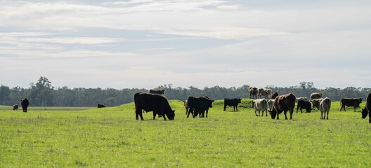 Stud Angus, wagyu, Murray grey, Dairy and beef Cows and Bulls grazing on grass and pasture in a...
