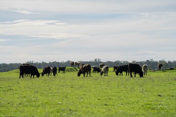 Stud Angus, wagyu, Murray grey, Dairy and beef Cows and Bulls grazing on grass and pasture in a...