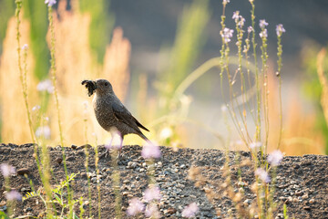 bird on the ground