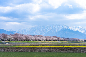 field of flowers