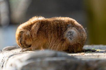 close up of a prairie dog