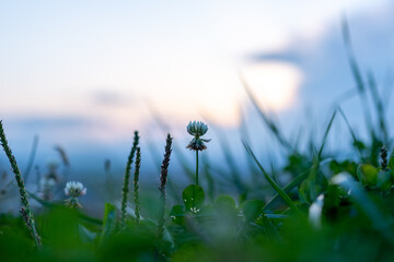 dew on the meadow