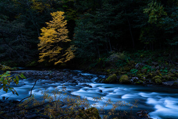 river in the forest