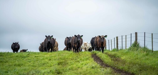 Stud Angus, wagyu, Murray grey, Dairy and beef Cows and Bulls grazing on grass and pasture in a...
