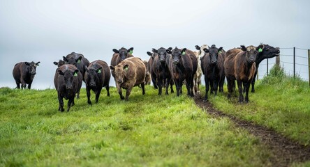 Stud Angus, wagyu, Murray grey, Dairy and beef Cows and Bulls grazing on grass and pasture in a...