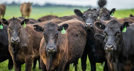 Stud Angus, wagyu, Murray grey, Dairy and beef Cows and Bulls grazing on grass and pasture in a...