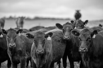 Stud Angus, wagyu, Murray grey, Dairy and beef Cows and Bulls grazing on grass and pasture in a...