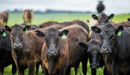 Stud Angus, wagyu, Murray grey, Dairy and beef Cows and Bulls grazing on grass and pasture in a...