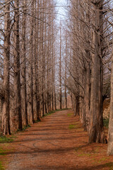 늦은 가을에 메타스퀘어 길에서