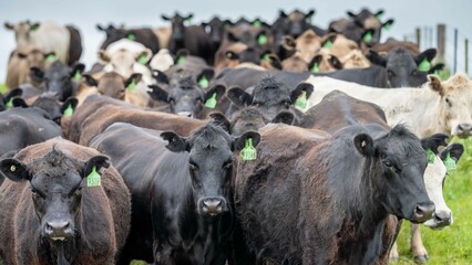 Stud Angus, wagyu, Murray grey, Dairy and beef Cows and Bulls grazing on grass and pasture in a...
