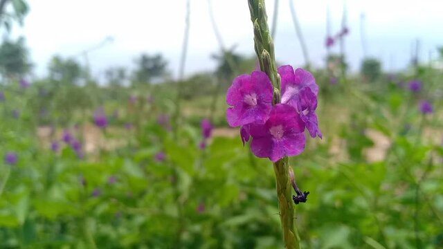 Closeup of tiny flower in the garden.