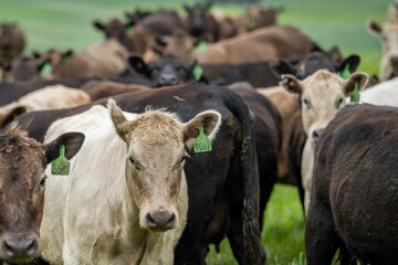 Stud Angus, wagyu, Murray grey, Dairy and beef Cows and Bulls grazing on grass and pasture in a...
