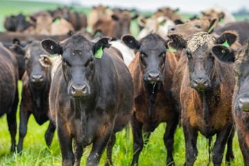 Stud Angus, wagyu, Murray grey, Dairy and beef Cows and Bulls grazing on grass and pasture in a...