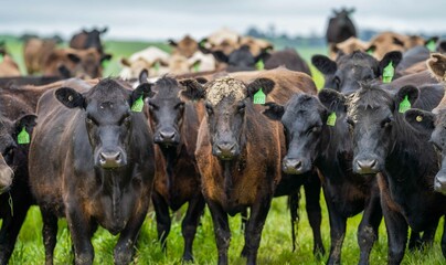 Stud Angus, wagyu, Murray grey, Dairy and beef Cows and Bulls grazing on grass and pasture in a...